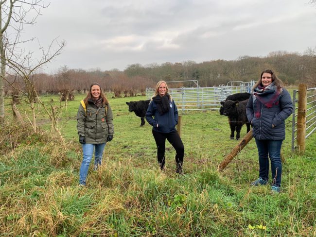 vrijlaten galloway-runderen duinen oostvoorne vrijlaten galloway-runderen duinen oostvoorne