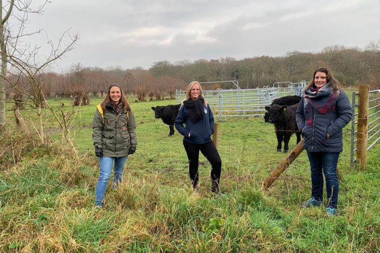 vrijlaten galloway-runderen duinen oostvoorne